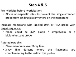 Pre-hybridize before hybridization:
• Blocks non-specific sites to prevent the single-stranded
probe from binding just anywhere on the membrane.
Incubate membrane with labeled DNA or RNA probe with
target sequence:
• Probe could be 32P, biotin / streptavidin or a
bioluminescent probe.
Autoradiography:
• Place membrane over X-ray film.
• X-ray film darkens where the fragments are
complementary to the radioactive probes
Step 4 & 5
 