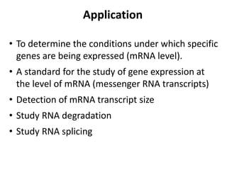 • To determine the conditions under which specific
genes are being expressed (mRNA level).
• A standard for the study of gene expression at
the level of mRNA (messenger RNA transcripts)
• Detection of mRNA transcript size
• Study RNA degradation
• Study RNA splicing
Application
 
