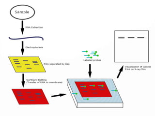Souther and northern blotting systems