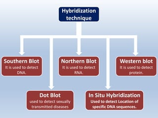 Hybridization
technique
Southern Blot
It is used to detect
DNA.
Northern Blot
It is used to detect
RNA.
Western blot
It is used to detect
protein.
Dot Blot
used to detect sexually
transmitted diseases
In Situ Hybridization
Used to detect Location of
specific DNA sequences.
 