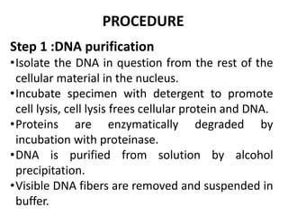 Step 1 :DNA purification
•Isolate the DNA in question from the rest of the
cellular material in the nucleus.
•Incubate specimen with detergent to promote
cell lysis, cell lysis frees cellular protein and DNA.
•Proteins are enzymatically degraded by
incubation with proteinase.
•DNA is purified from solution by alcohol
precipitation.
•Visible DNA fibers are removed and suspended in
buffer.
PROCEDURE
 