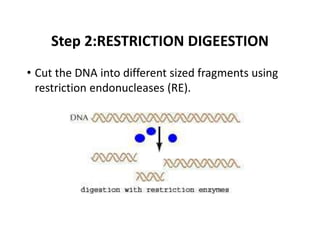 Step 2:RESTRICTION DIGEESTION
• Cut the DNA into different sized fragments using
restriction endonucleases (RE).
 