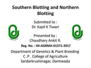 Southern Blotting and Northern
Blotting
Presented by :
Chaudhary Ankit R.
Submitted to :
Dr. Kapil K Tiwari
Department of Genetics & Plant Breeding
C .P . College of Agriculture
Sardarkrushinagar, Dantiwada
Reg. No. : 04-AGRMA-01571-2017
 