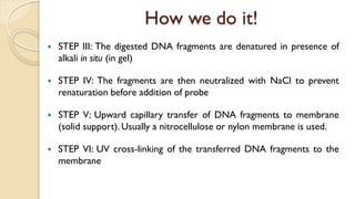 A practical approach to Southern, Northern and Western Blot analyses | PDF