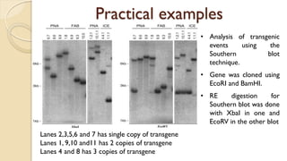 A practical approach to Southern, Northern and Western Blot analyses | PDF