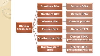 A practical approach to Southern, Northern and Western Blot analyses | PDF
