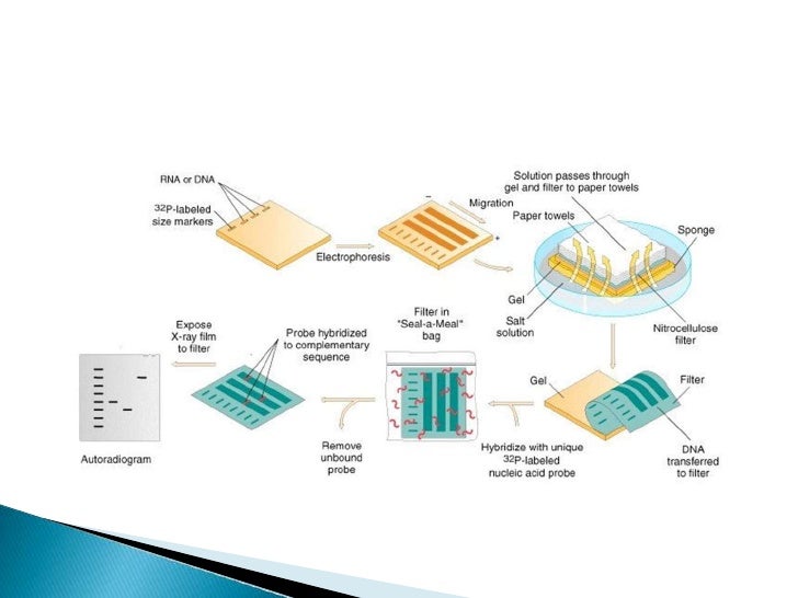 southern blot test southern blot test