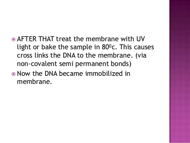Design Result Of Western Blot Online Design Result Of Western Blot Online