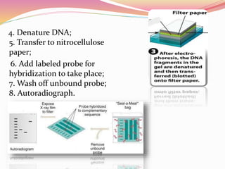 4. Denature DNA;
5. Transfer to nitrocellulose
paper;
6. Add labeled probe for
hybridization to take place;
7. Wash off unbound probe;
8. Autoradiograph.
 