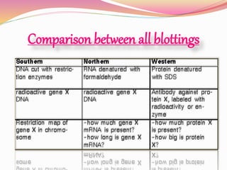 Comparison between all blottings
 