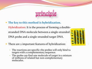  The key to this method is hybridization.
Hybridization: It is the process of forming a double-
stranded DNA molecule between a single-stranded
DNA probe and a single-stranded target DNA.
 There are 2 important features of hybridization:
• The reactions are specific-the probes will only bind to
targets with a complementary sequence.
• The probe can find one molecule of target in a mixture
of millions of related but non-complementary
molecules.
 