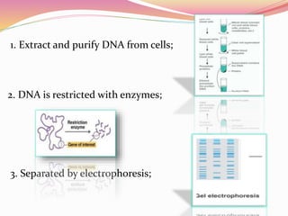 1. Extract and purify DNA from cells;
2. DNA is restricted with enzymes;
3. Separated by electrophoresis;
 