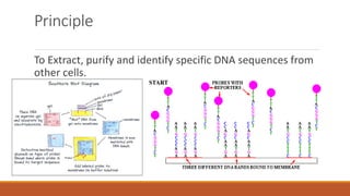 Principle
To Extract, purify and identify specific DNA sequences from
other cells.
 