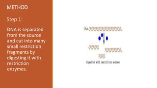 METHOD
Step 1:
DNA is separated
from the source
and cut into many
small restriction
fragments by
digesting it with
restriction
enzymes.
 