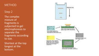 METHOD
Step 2
The complex
mixture of
fragments is
subjected to gel
electrophoresis to
separate the
fragments according
to size.
Shortest at the top
longest at the
bottom.
 