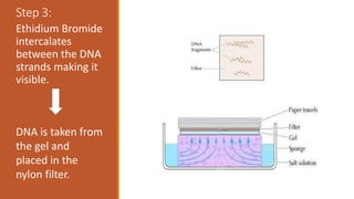Step 3:
Ethidium Bromide
intercalates
between the DNA
strands making it
visible.
DNA is taken from
the gel and
placed in the
nylon filter.
 