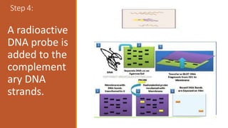 Step 4:
A radioactive
DNA probe is
added to the
complement
ary DNA
strands.
 
