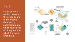 Step 5:
Excess probe is
washed away and
the probe bound
to the filter is
detected by
autoradiography,
which reveals the
DNA fragment to
which the probe
hybridized.
 
