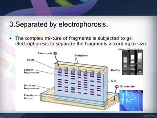 3.Separated by electrophorosis.
• The complex mixture of fragments is subjected to gel
electrophoresis to separate the fragments according to size.
 