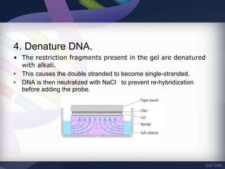 4. Denature DNA.
• The restriction fragments present in the gel are denatured
with alkali.
• This causes the double stranded to become single-stranded.
• DNA is then neutralized with NaCl to prevent re-hybridization
before adding the probe.
 