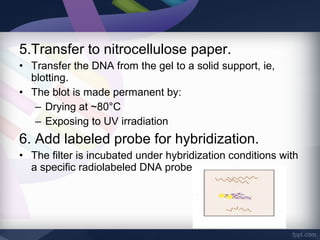5.Transfer to nitrocellulose paper.
• Transfer the DNA from the gel to a solid support, ie,
blotting.
• The blot is made permanent by:
– Drying at ~80°C
– Exposing to UV irradiation
6. Add labeled probe for hybridization.
• The filter is incubated under hybridization conditions with
a specific radiolabeled DNA probe.
 