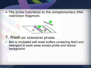 • The probe hybridizes to the complementary DNA
restriction fragment.
7. Wash off unbound probe.
• Blot is incubated with wash buffers containing NaCl and
detergent to wash away excess probe and reduce
background.
 