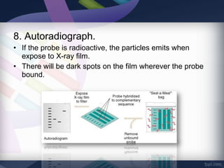 8. Autoradiograph.
• If the probe is radioactive, the particles emits when
expose to X-ray film.
• There will be dark spots on the film wherever the probe
bound.
 