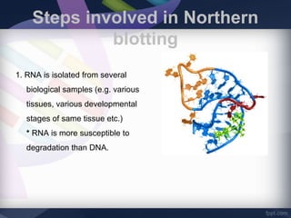 Steps involved in Northern
blotting
1. RNA is isolated from several
biological samples (e.g. various
tissues, various developmental
stages of same tissue etc.)
* RNA is more susceptible to
degradation than DNA.
 