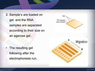 2. Sample’s are loaded on
gel and the RNA
samples are separated
according to their size on
an agarose gel .
• The resulting gel
following after the
electrophoresis run.
 
