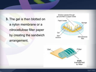 3. The gel is then blotted on
a nylon membrane or a
nitrocellulose filter paper
by creating the sandwich
arrangement.
 