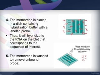 4. The membrane is placed
in a dish containing
hybridization buffer with a
labeled probe.
• Thus, it will hybridize to
the RNA on the blot that
corresponds to the
sequence of interest.
5. The membrane is washed
to remove unbound
probe.
 