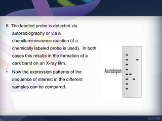 6. The labeled probe is detected via
autoradiography or via a
chemiluminescence reaction (if a
chemically labeled probe is used). In both
cases this results in the formation of a
dark band on an X-ray film.
• Now the expression patterns of the
sequence of interest in the different
samples can be compared.
 