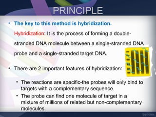 PRINCIPLE
• The key to this method is hybridization.
Hybridization: It is the process of forming a double-
stranded DNA molecule between a single-stranded DNA
probe and a single-stranded target DNA.
• There are 2 important features of hybridization:
• The reactions are specific-the probes will only bind to
targets with a complementary sequence.
• The probe can find one molecule of target in a
mixture of millions of related but non-complementary
molecules.
 