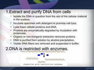 1.Extract and purify DNA from cells
• Isolate the DNA in question from the rest of the cellular material
in the nucleus.
• Incubate specimen with detergent to promote cell lysis.
• Lysis frees cellular proteins and DNA.
• Proteins are enzymatically degraded by incubation with
proteinase.
• Organic or non-inorganic extraction removes proteins.
• DNA is purified from solution by alcohol precipitation.
• Visible DNA fibers are removed and suspended in buffer.
2.DNA is restricted with enzymes.
 