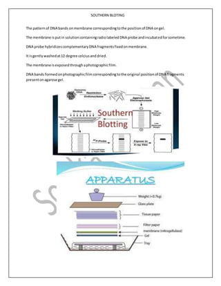 SOUTHERN BLOTING
The patternof DNA bands onmembrane correspondingtothe positionof DNA ongel.
The membrane isputin solutioncontainingradiolabeledDNA probe andincubatedforsometime.
DNA probe hybridizescomplementaryDNA fragmentsfixedonmembrane.
It isgentlywashedat12 degree celciusanddried.
The membrane isexposedthroughaphotographicfilm.
DNA bands formedonphotographicfilmcorrespondingtothe original positionof DNA fragments
presentonagarose gel.
 