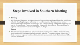 Steps involved in Southern blotting
• Blotting
• The denatured fragments are then transferred onto a nylon or nitrocellulose filter membrane
which is done by placing the gel on top of a buffer saturated filter paper, then laying
nitrocellulose filter membrane on the top of gel. Finally some dry filter papers are placed on
top of the membrane. Fragments are pulled towards the nitrocellulose filter membrane by
capillary action and result in the contact print of the gel.
• Baking
• The nitrocellulose membrane is removed from the blotting stack, and the membrane with
single stranded DNA bands attached on to it is baked in a vacuum or regular oven at 80 °C
for 2-3 hours or exposed to ultraviolet radiation to permanently attach the transferred DNA
onto the membrane.
 