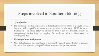 Steps involved in Southern blotting
• Hybridization
• The membrane is then exposed to a hybridization probe which is a single DNA
fragment with a specific sequence whose presence in the target DNA is to be
determined. The probe DNA is labeled so that it can be detected, usually by
incorporating radioactivity or tagging the molecule with a fluorescent or
chromogenic dye.
• Washing of unbound probes
• After hybridization, the membrane is thoroughly washed with a buffer to remove
the probe that is bound nonspecifically or any unbound probes present.
 
