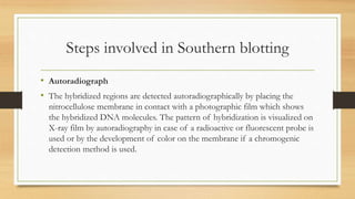 Steps involved in Southern blotting
• Autoradiograph
• The hybridized regions are detected autoradiographically by placing the
nitrocellulose membrane in contact with a photographic film which shows
the hybridized DNA molecules. The pattern of hybridization is visualized on
X-ray film by autoradiography in case of a radioactive or fluorescent probe is
used or by the development of color on the membrane if a chromogenic
detection method is used.
 