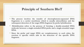 Principle of Southern BloT
• The process involves the transfer of electrophoresis-separated DNA
fragments to a carrier membrane which is usually nitrocellulose and the
subsequent detection of the target DNA fragment by probe hybridization.
• Hybridization refers to the process of forming a double-stranded DNA
molecule between a single-stranded DNA probe and a single-stranded target
DNA.
• Since the probe and target DNA are complementary to each other, the
reaction is specific which aids in the detection of the specific DNA
fragment.
 