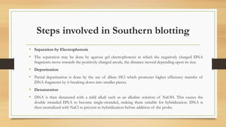 Steps involved in Southern blotting
• Separation by Electrophoresis
• The separation may be done by agarose gel electrophoresis in which the negatively charged DNA
fragments move towards the positively charged anode, the distance moved depending upon its size.
• Depurination
• Partial depurination is done by the use of dilute HCl which promotes higher efficiency transfer of
DNA fragments by it breaking down into smaller pieces.
• Denaturation
• DNA is then denatured with a mild alkali such as an alkaline solution of NaOH. This causes the
double stranded DNA to become single-stranded, making them suitable for hybridization. DNA is
then neutralized with NaCl to prevent re-hybridization before addition of the probe.
 