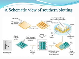 A Schematic view of southern blotting
 