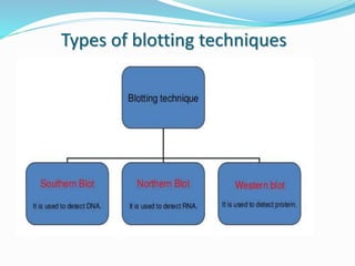 Types of blotting techniques
 1 ) Southern blotting ( to detect DNA )
 2 ) Northern blotting ( to detect RNA )
 3 ) Western blotting ( to detect protein )
 