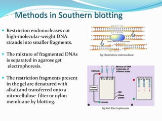 Methods in Southern blotting
 Restriction endonucleases cut
high-molecular-weight DNA
strands into smaller fragments.
 The mixture of fragmented DNAs fig: Restriction endonuclease
is separated in agarose get
electrophoresis.
 The restriction fragments present
in the gel are denatured with
alkali and transferred onto a
nitrocellulose filter or nylon
membrane by blotting.
fig: Gel Electrophoresis
 