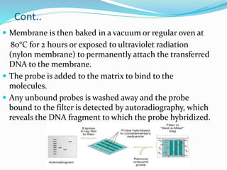 Cont..
 Membrane is then baked in a vacuum or regular oven at
80°C for 2 hours or exposed to ultraviolet radiation
(nylon membrane) to permanently attach the transferred
DNA to the membrane.
 The probe is added to the matrix to bind to the
molecules.
 Any unbound probes is washed away and the probe
bound to the filter is detected by autoradiography, which
reveals the DNA fragment to which the probe hybridized.
 