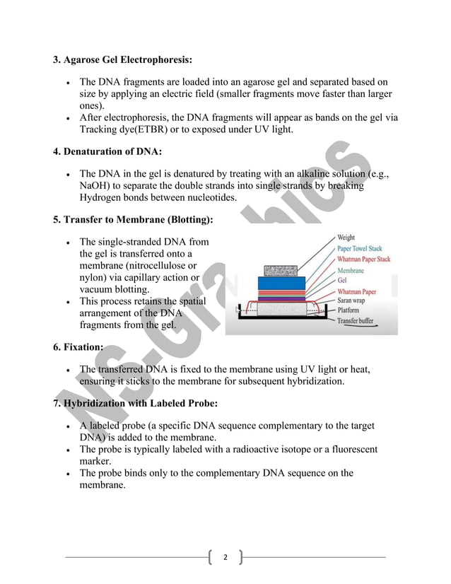 Southern Blotting for B.Sc. Biotech/Botany Sem-5 | PDF