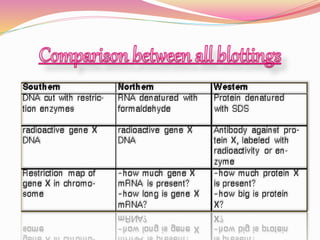 Southern blotting ori