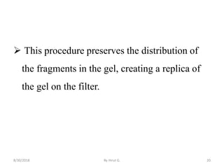  This procedure preserves the distribution of
the fragments in the gel, creating a replica of
the gel on the filter.
8/30/2018 By Hirut G. 20
 