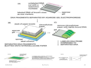 8/30/2018 By Hirut G. 23
 