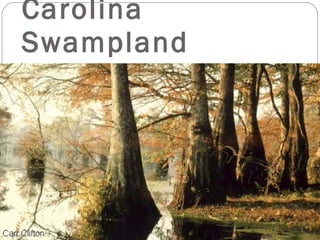 Carolina Swampland 