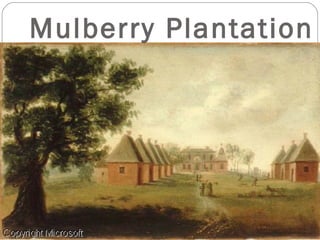 Mulberry Plantation 